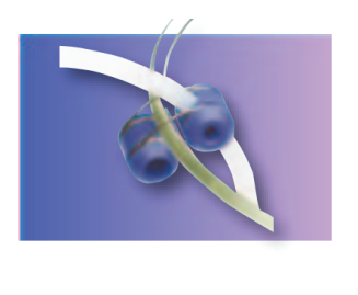 Зажим для трубок - органайзер для трубок LC серии Q-Col от Greyhound Chromatography